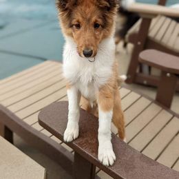 Shetland Sheepdog Puppies from Agee's World of Shelties