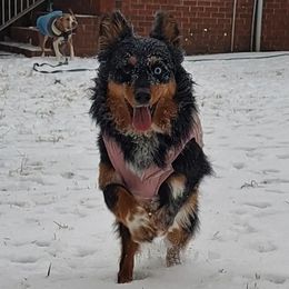 Izzy - Australian Shepherd