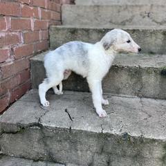 Edward - Silver brindle male Borzoi puppy in Clinton, Tennessee from Ivanhoe Borzoi