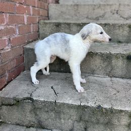 Edward - Silver brindle male Borzoi puppy in Clinton, Tennessee from Ivanhoe Borzoi