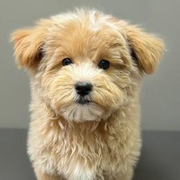 Easton - Tan male Yorkipoo puppy in Lebanon, Kentucky from Mosaic Merle Doodles