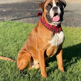 Boxers from Rose’s Supercharged Boxers