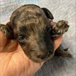 Herb - Merle male Goldendoodle puppy in Greenville, South Carolina from Law Doodles of SC
