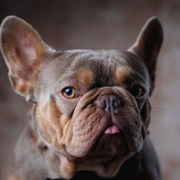 Cupid - French Bulldog