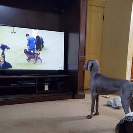 Weimaraner All Grown Up from Waystar Weimaraners