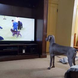 Weimaraner All Grown Up from Waystar Weimaraners