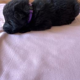 Purple female - Black female German Shepherd puppy in Jennings, Kansas from Lost Creek German Shepherds LLC