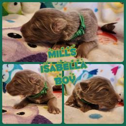 Mills - Isabella male German Shepherd puppy in Los Lunas, New Mexico from Mali's German Shepherds