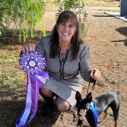 Fetch - Rat Terrier