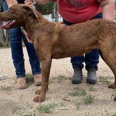 Godiva 'Diva' - Brown Chesapeake Bay Retriever puppy in Blue Hill, Nebraska from BlueBelle's Canine Companions