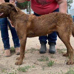 Godiva 'Diva' - Brown Chesapeake Bay Retriever puppy in Blue Hill, Nebraska from BlueBelle's Canine Companions