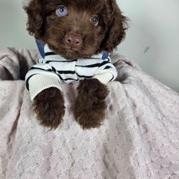 Hershey - Brown and white male Aussiedoodle puppy in Haleyville, Alabama from The Cuddly Dood Ranch