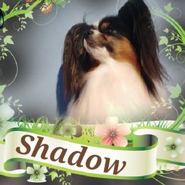 shadow - Papillon