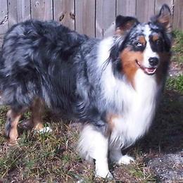 Australian Shepherd All Grown Up from RyCharlian Oaks