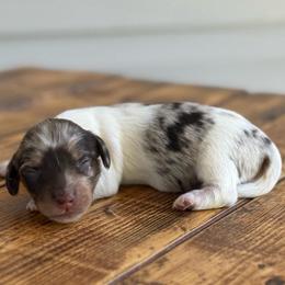 Sunny - Girl 2 - Dapple female Dachshund puppy in London, Kentucky from Steele Half Acre Homestead