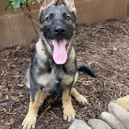 German Shepherd Puppies from StoneWall
