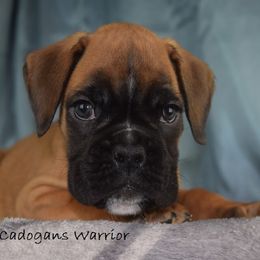 Boxer Puppies from Cadogans Boxers