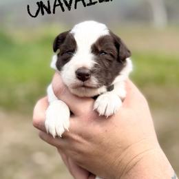 Manny - Red male Border Collie puppy in Sanger, California from Flying M Cactus Ranch Buddies