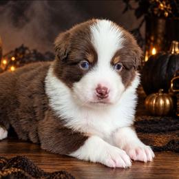 Brooklyn - Red tri-color female Australian Shepherd puppy in Fultonville, New York from Sandy Aussies, Mini Dachshunds & Pomeranians