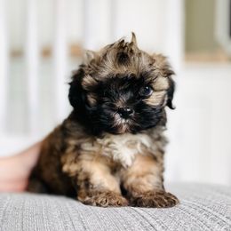 Boy 1 - Gold and white male Shih Tzu puppy in Seguin, Texas from Dolled Up Shih Tzus