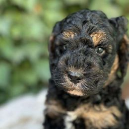 Tinsel - Black Labradoodle puppy in Atascadero, California from Classic Poodles and Doodles