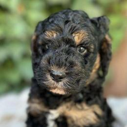 Tinsel - Black Labradoodle puppy in Atascadero, California from Classic Poodles and Doodles