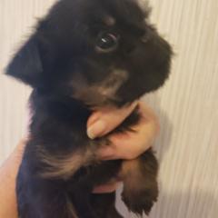 Sting - Black and tan male Brussels Griffon puppy in Nc, Florida from Brusseluv2