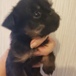 Sting - Black and tan male Brussels Griffon puppy in Nc, Florida from Brusseluv2