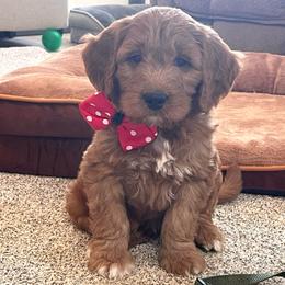 Cooper - Red  male Goldendoodle puppy in Sugarcreek, Ohio from True Hearted Doodles