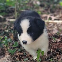 Radcliffe - Black and white female Border Collie puppy in Watkinsville, Georgia from Solaras Border Collies