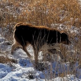 BEAR - Australian Shepherd