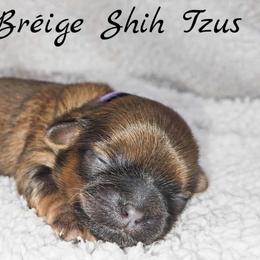 AKC Red Female (Purple Collar) - Red female Shih Tzu puppy in Las Vegas, Nevada from Beirin Breige Shih Tzus