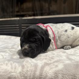 Pink - Black roan female German Shorthaired Pointer puppy in Huntington, Texas from B&B GSP’S