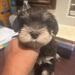 Duces (White) - Liver male Miniature Schnauzer puppy in Hemet, California from Feshia's Miniature Schnauzers