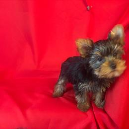 MK orange boy - Blue and gold male Yorkshire Terrier puppy in Alburnett, Iowa from Hobbs Shire Yorkies