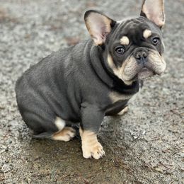French Bulldog Puppies from Lost Coast French Bulldogs