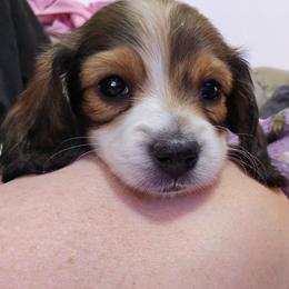 Ariel - Piebald female Dachshund puppy in North Waterboro, Maine from Poole Family Miniature Dachshunds