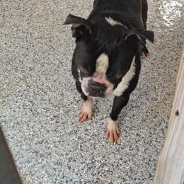 Rickey - Boston Terrier