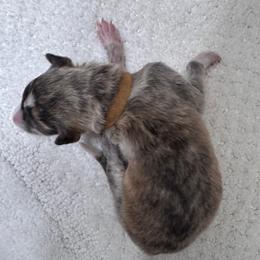 Girl 1 - Brindle female Borzoi puppy in Texas from Royal Chase Borzoi