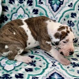 Nyra - Harlequin female Great Dane puppy in Lebanon, Virginia from North Cedar Danes