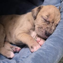 Miss Peregrine - Merle female Great Dane puppy in Pollock, Louisiana from Danes Done Right