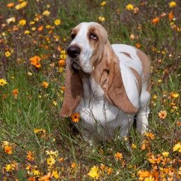 Basset Hound All Grown Up from Terri Asher