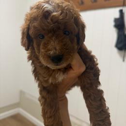 Boy 2 - Red male Labradoodle puppy in Shingle Springs, California from California Double Doodles
