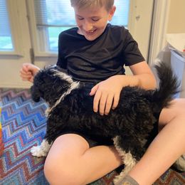 Bernedoodle Puppies from Birdie Bernedoodles