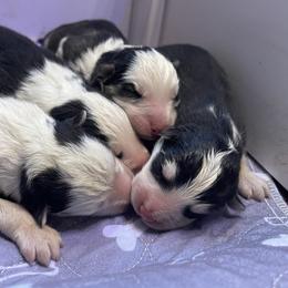 Boy 2 - Black and white male Siberian Husky puppy in Diamond Lake, Washington from Husky Haven WA