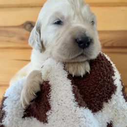 Boy 2 - Golden Retriever puppy from High Society Farm