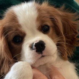 Louie - Cavalier King Charles Spaniel