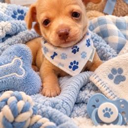 Lucky - Cream male Chihuahua puppy in Fallon, Nevada from Blue Chihuahuas of Nevada