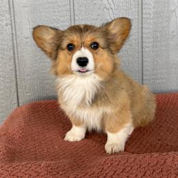 Sedona - Black and tan female Pembroke Welsh Corgi puppy in Mc Cammon, Idaho from Sunny J Corgis and Mini Americans