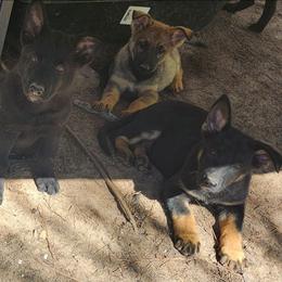 Killer - Bi-color female German Shepherd puppy in Montalba, Texas from LM German Shepherd Dogs